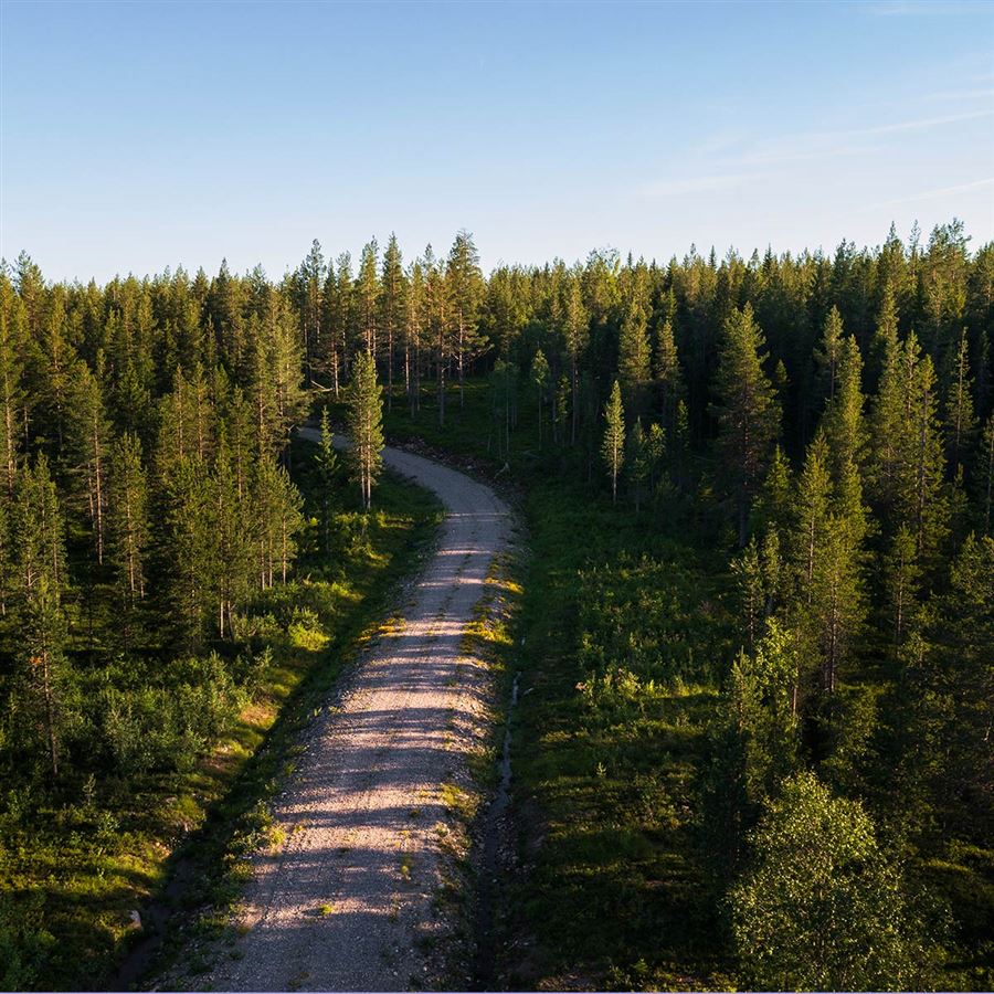 En väg genom skogen