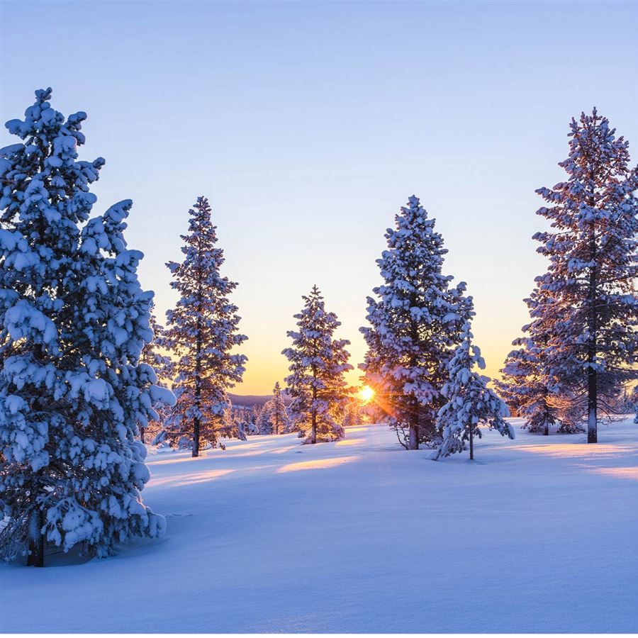 En snötäckt skog i solnedgång.