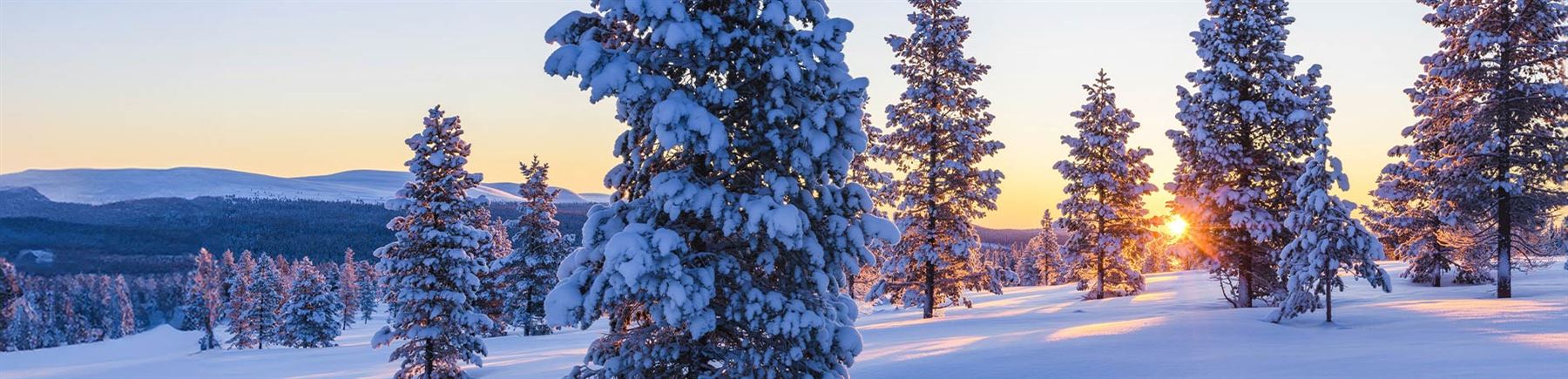 En snötäckt skog i solnedgång.