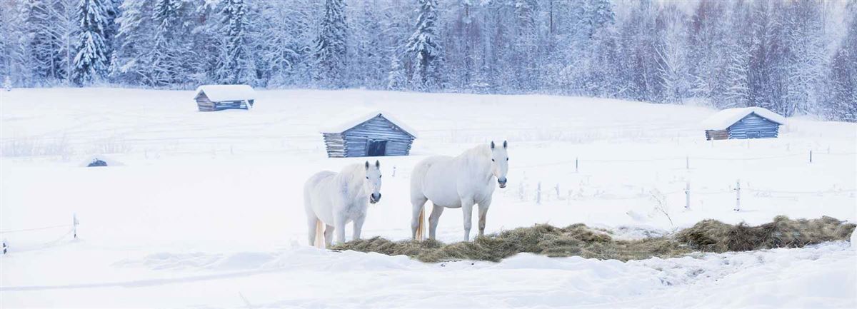 Hästar i ett vinterlandskap